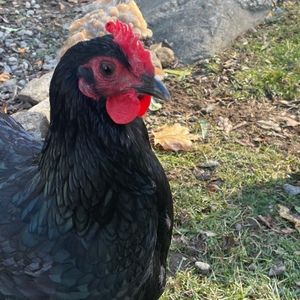 Meet your Posher, Lynn